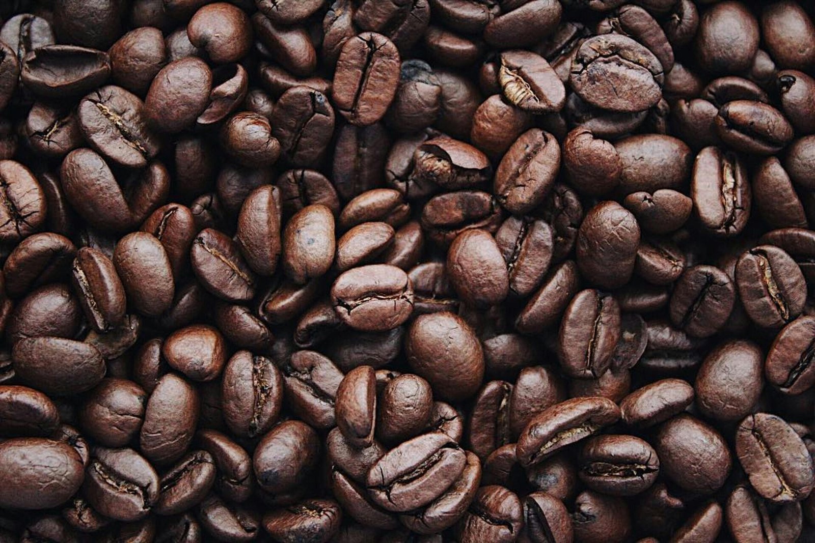 What are the key differences between Arabica and Robusta coffee beans?